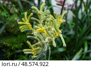Bright yellow Anigozanthos flavidus, the kangaroo paw or Evergreen Kangaroo Paw. Unusual curved blooms in a Singapore botanical setting. Стоковое фото, фотограф Татьяна Терехина / Фотобанк Лори
