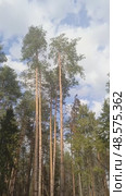 Tall pines are swaying from a strong wind: the power of nature, a coniferous forest in a storm, the mesmerizing movement of trees. Стоковое видео, видеограф Елена Высокова / Фотобанк Лори