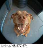 Funny happy dog smiling at the camera in cozy home interior, fisheye lens perspective. Забавная счастливая собака улыбается в камеру в уютном домашнем интерьере, перспектива объектива "рыбий глаз" Стоковое AI-изображение, AI-художник Katsiaryna Repich / Фотобанк Лори