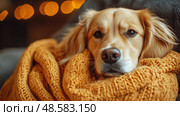 A golden retriever relaxes comfortably, wrapped in a snug yellow blanket while enjoying a cozy evening at home with ambient lighting. Стоковое AI-изображение, AI-художник Данила Большаков / Фотобанк Лори