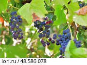 Bunches of Isabella grapes - hybrid of Vitis labrusca and Vitis vinifera. Стоковое фото, фотограф Володина Ольга / Фотобанк Лори