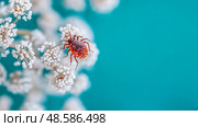 A Tiny World: Close-up of a tick on a White Flower with Teal Backdrop. Стоковое AI-изображение, AI-художник Данила Большаков / Фотобанк Лори