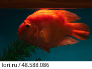 Red cichlid parrot fish close up. Стоковое фото, фотограф Саблин Станислав / Фотобанк Лори