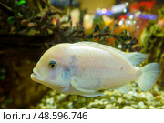 Oscar Albino Fish, Astronotus Oscellatus white fish swimming in aquarium. Стоковое фото, фотограф Зарифа Арсланова / Фотобанк Лори