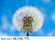 Close-up of dandelion seed head on blue sky background, selective focus. Стоковое фото, фотограф Зарифа Арсланова / Фотобанк Лори