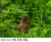 The mountain ash thrush (turdus pilaris) looks. Стоковое фото, фотограф Саблин Станислав / Фотобанк Лори