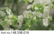 The branches of a flowering bird cherry sway in the wind in the rays of the sun. Стоковое видео, видеограф Ирина Мойсеева / Фотобанк Лори