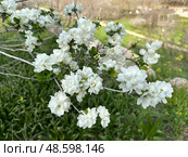 Spring blossom pearlbush (lat.- Exochorda racemosa) Стоковое фото, фотограф Irina Opachevsky / Фотобанк Лори