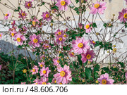 Anemone hupehensis, Anemone japonica or hybrids Anemone hybrida A graceful, late-blooming perennial is a favorite of gardeners, adding color in late summer through fall. Close-up. Стоковое фото, фотограф Оксана Медведева / Фотобанк Лори