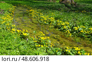 Serene forest stream, peaceful nature scene with yellow wildflowers. Стоковое фото, фотограф Елена  Попкова / Фотобанк Лори