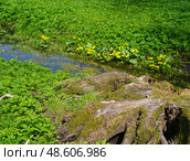 Serene forest stream with old tree stump and roots, peaceful nature scene with yellow wildflowers. Стоковое фото, фотограф Елена  Попкова / Фотобанк Лори