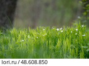 Stellaria holostea. delicate forest flowers made of ham, Stellaria holostea or Echte Sternmiere. Floral background. White flowers on a natural background. close-up, macro photo, beauty of nature. Стоковое фото, фотограф Дина Дамоцева / Фотобанк Лори