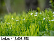 Stellaria holostea. delicate forest flowers made of ham, Stellaria holostea or Echte Sternmiere. Floral background. White flowers on a natural background. close-up, macro photo, beauty of nature. Стоковое фото, фотограф Дина Дамоцева / Фотобанк Лори