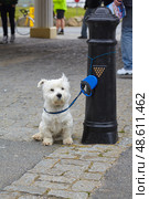 A small westie dog waits for its owner on the street tied to a post. Cornwall. England. United Kingdom (2009 год). Стоковое фото, фотограф Сергей Пристяжнюк (Serg Zastavkin) / Фотобанк Лори