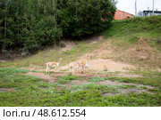 Викуньи (2023 год). Стоковое фото, фотограф Ирина Макашова / Фотобанк Лори