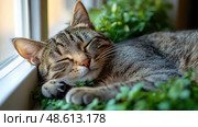 The tabby cat basks in sunlight, lying on a bed of lush greenery, enjoying a moment of tranquility in a warm indoor environment. Стоковое AI-изображение, AI-художник Данила Большаков / Фотобанк Лори