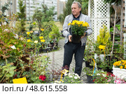 Elderly male shopper buys plants at an open market. Стоковое фото, фотограф Татьяна Яцевич / Фотобанк Лори