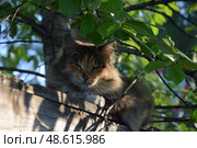 Кошка на заборе под деревом. Стоковое фото, фотограф Сабурский Максим / Фотобанк Лори