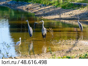 Common Cranes or Grus grus adults and chick in shallow water. Стоковое фото, фотограф Сергей Долгов / Фотобанк Лори