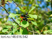 Ripe berries of brittle buckthorn against the background of green leaves and blue sky. Стоковое фото, фотограф Сергей Долгов / Фотобанк Лори