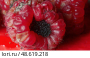 mold and fungus on raspberries close-up, berries, health hazard, expired products, detailing. Стоковое фото, фотограф Иван Грушевич / Фотобанк Лори