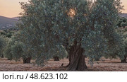 Majestic olive tree swaying in the gentle breeze at sunset in mediterranean landscape. Стоковое AI-видео, аниматор Башкирова Анна / Фотобанк Лори