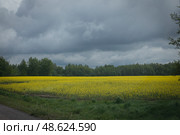 Пейзаж с желтым полем вдоль трассы М3 весной. Редакционное фото, фотограф Дмитрий Неумоин / Фотобанк Лори