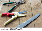Инструменты для обрезки деревьев в саду.Tools for pruning trees in the garden. Стоковое фото, фотограф Роман Лукьянов / Фотобанк Лори