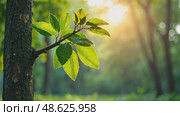 A serene scene of a tree with vibrant leaves, showcasing natural growth and the concept of reusing resources, set against bright summer sun. Стоковое AI-видео, аниматор Sergey Grishin / Фотобанк Лори