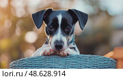 A cute puppy sits in a basket, gazing sweetly with innocent eyes in a charming outdoor portrait. Стоковое AI-видео, аниматор Данила Большаков / Фотобанк Лори