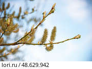 Goat Willow - Salix caprea on a spring time. Стоковое фото, фотограф Татьяна Кахилл / Фотобанк Лори