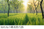 Lush green grass and young trees create a serene landscape at sunrise in a tranquil orchard. Стоковое AI-изображение, AI-художник Сергей Толмачёв / Фотобанк Лори