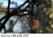 Последний лист на ветке. Стоковое фото, фотограф Елена / Фотобанк Лори