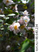 Double-flowered Camellia japonica in shades of pink and white, Shanghai. Detailed shot showing layered petals and perfect symmetry of this winter-blooming ornamental plant. Стоковое фото, фотограф Татьяна Терехина / Фотобанк Лори