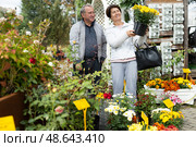 Elderly man and woman buy chrysanthemum at an open market. Стоковое фото, фотограф Татьяна Яцевич / Фотобанк Лори