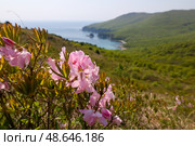 Рододендрон Шлиппенбаха на полуострове Гамова, Приморский край. Стоковое фото, фотограф Римма Тельнова / Фотобанк Лори