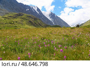 Долина реки Аккол , Кош-Агачский район, Республика Алтай. Стоковое фото, фотограф Римма Тельнова / Фотобанк Лори