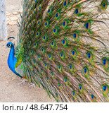 Большой красивый павлин в зоопарке. Beautiful Peacock in zoo. Стоковое фото, фотограф Татьяна Д / Фотобанк Лори