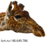 Шея и голова жирафа на белом фоне. Neck and head of a giraffe on a white background. Стоковое фото, фотограф Татьяна Д / Фотобанк Лори
