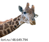 Шея и голова жирафа на белом фоне. Neck and head of a giraffe on a white background. Стоковое фото, фотограф Татьяна Д / Фотобанк Лори