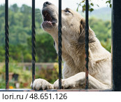 Собака охраняют частный дом. Стоковое фото, фотограф YuryKara / Фотобанк Лори