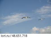 Две черноголовых чайки (Ichthyaetus melanocephalus) парят с распростертыми крыльями на фоне белых облаков. Стоковое фото, фотограф Александр Ермулин / Фотобанк Лори