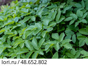 Dense ground cover of ground elder (Aegopodium podagraria) Стоковое фото, фотограф Elena Grishina / Фотобанк Лори