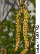 The stamen earrings of the birch bloomed in early spring before the leaves appeared. Стоковое фото, фотограф Андрей Жигальцов / Фотобанк Лори