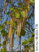 The stamen earrings of the birch bloomed in early spring before the leaves appeared. Стоковое фото, фотограф Андрей Жигальцов / Фотобанк Лори