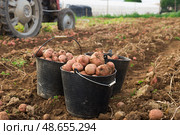 Ripe large potatoes dug in the farm field. Стоковое фото, фотограф Яков Филимонов / Фотобанк Лори