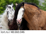 Pair of a Tinker horse portrait on summer fields background. Пара лошадей породы Тинкер на зеленом фоне летней природы. Стоковое фото, фотограф Михаил Кондрашов / Фотобанк Лори