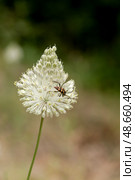 A small beetle (Leptura quadrifasciata) sits on a blooming wild garlic flower. Стоковое фото, фотограф Татьяна Ляпи / Фотобанк Лори