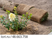 Fresh sections of sod await placement beside a flowering plant, transforming an outdoor space under bright, sunny conditions. Стоковое фото, фотограф Данила Большаков / Фотобанк Лори