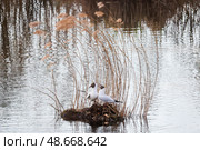 Речные чайки на камне на водоеме. Стоковое фото, фотограф Сергей Фадеичев / ТАСС / Фотобанк Лори